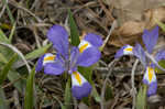 Dwarfe iris